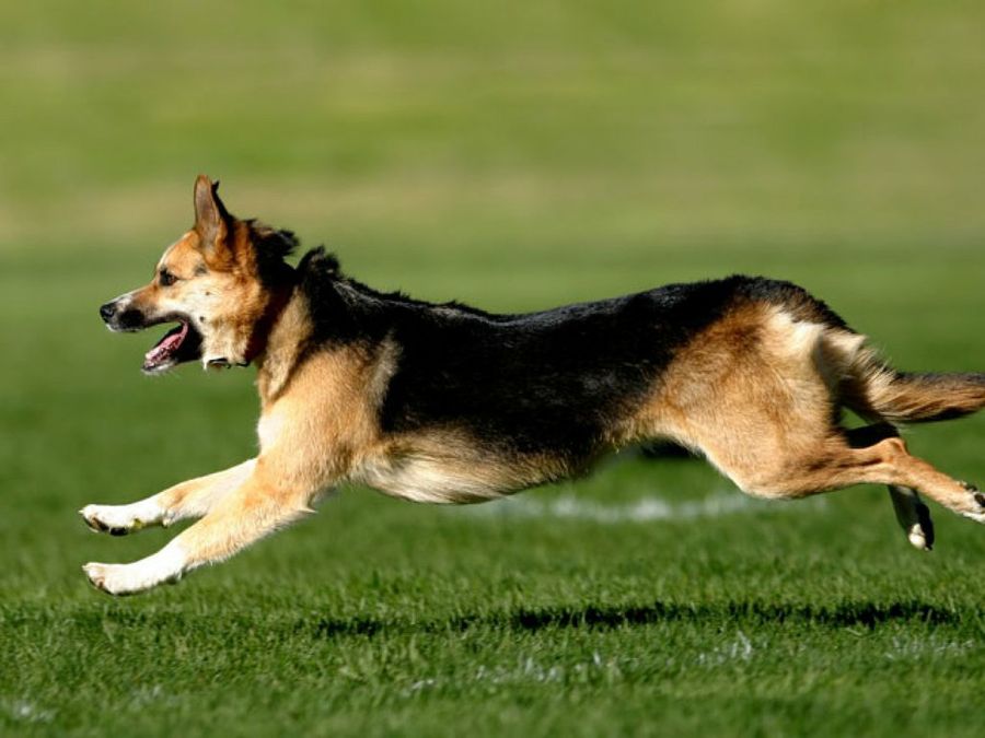 perro corriendo