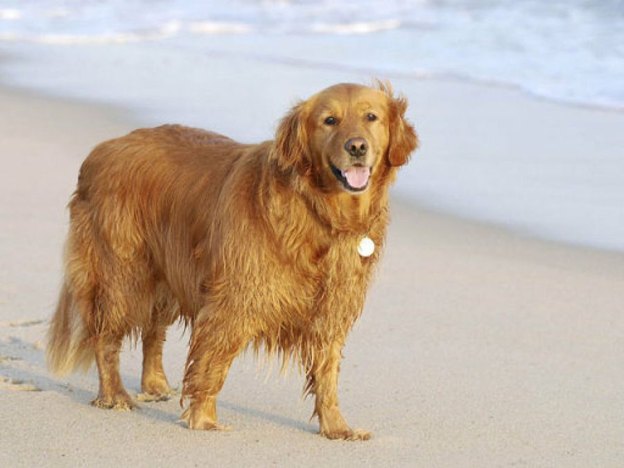 perro
