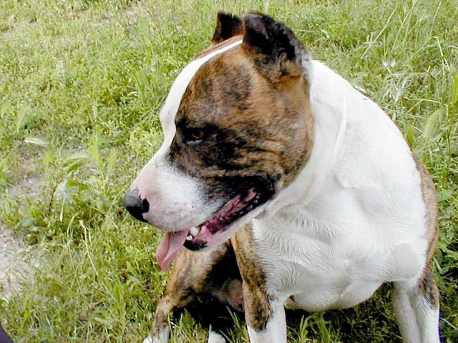 perro marrón y blanco