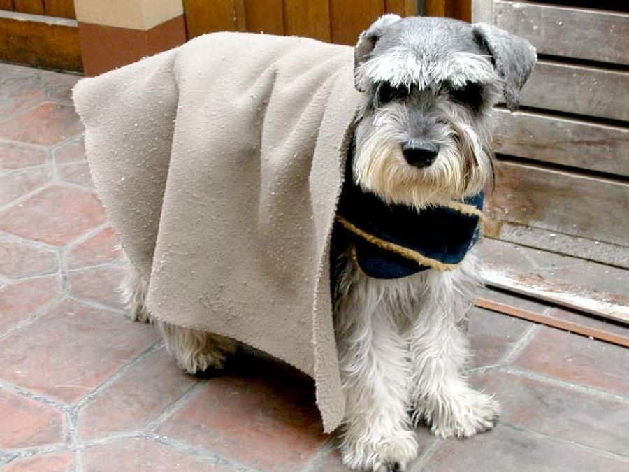 perro con manta