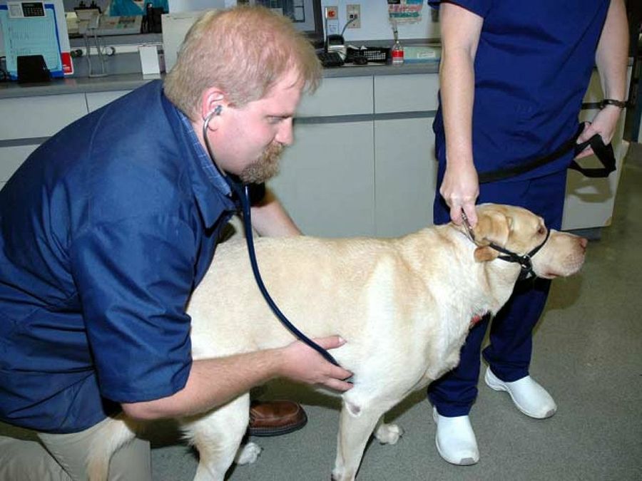 perro sentado