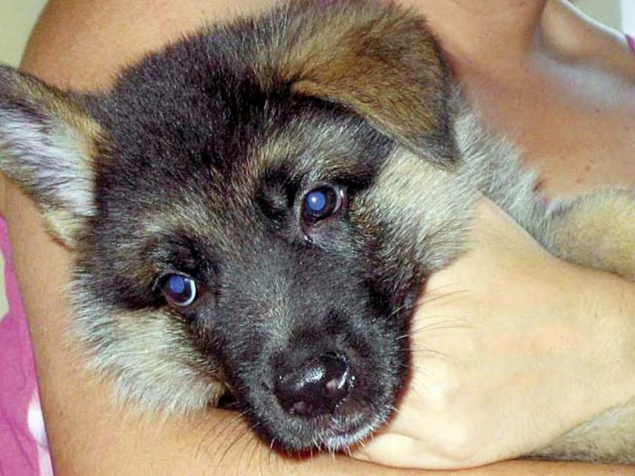 perro enfermo