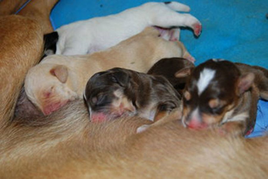cachorros mamando