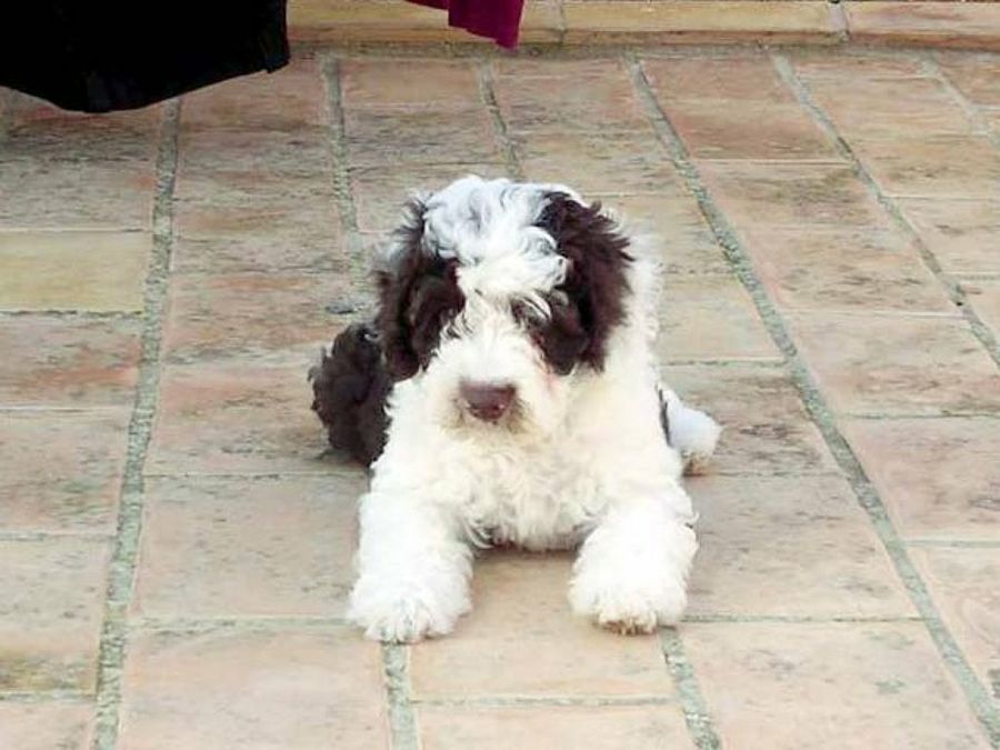 cachorro tumbado