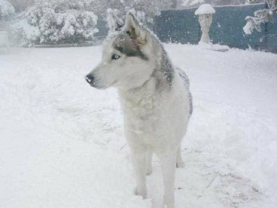 perro en la nieve