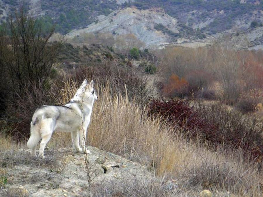 perro en la montaña