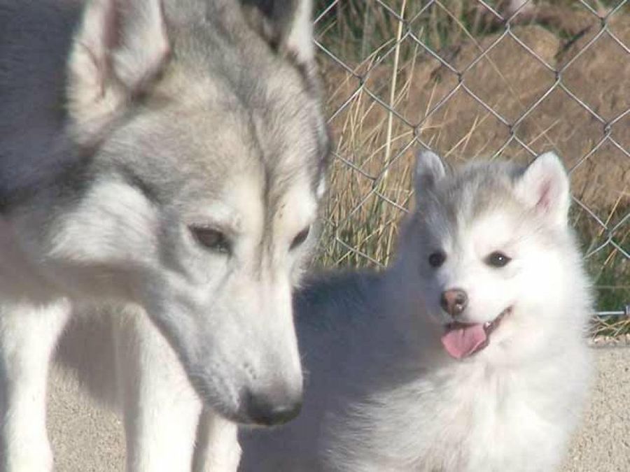madre y cachorro