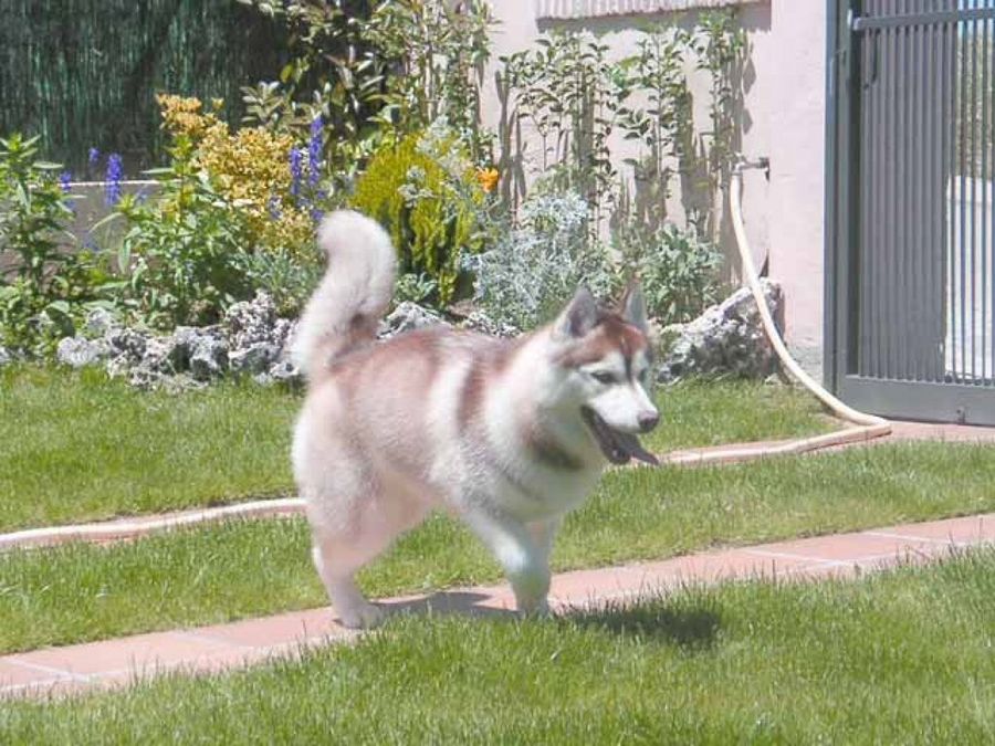 perro en jardín