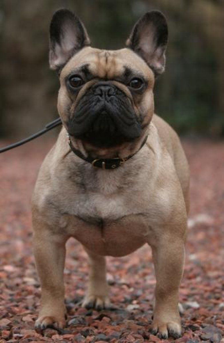 Bulldog 4