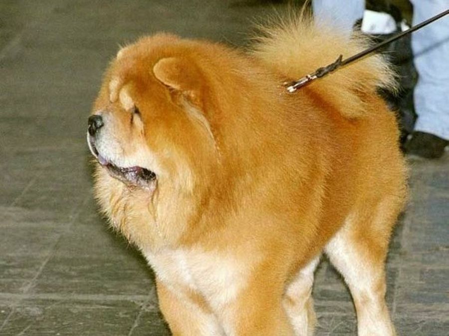 Chow Chow