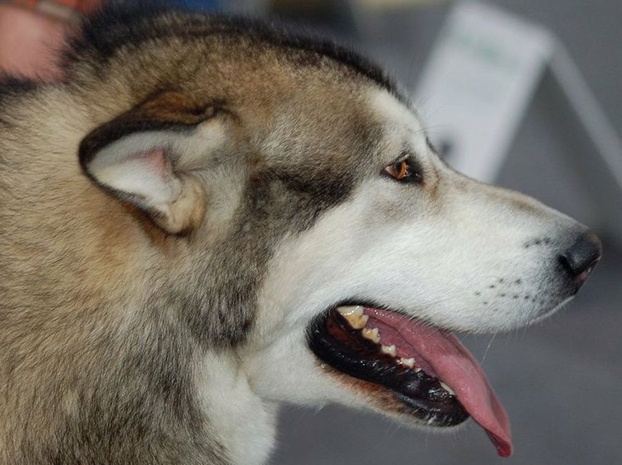 Alaskan Malamute