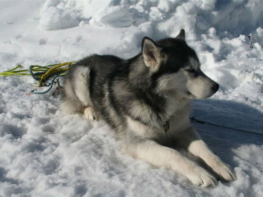Alaskan Malamute