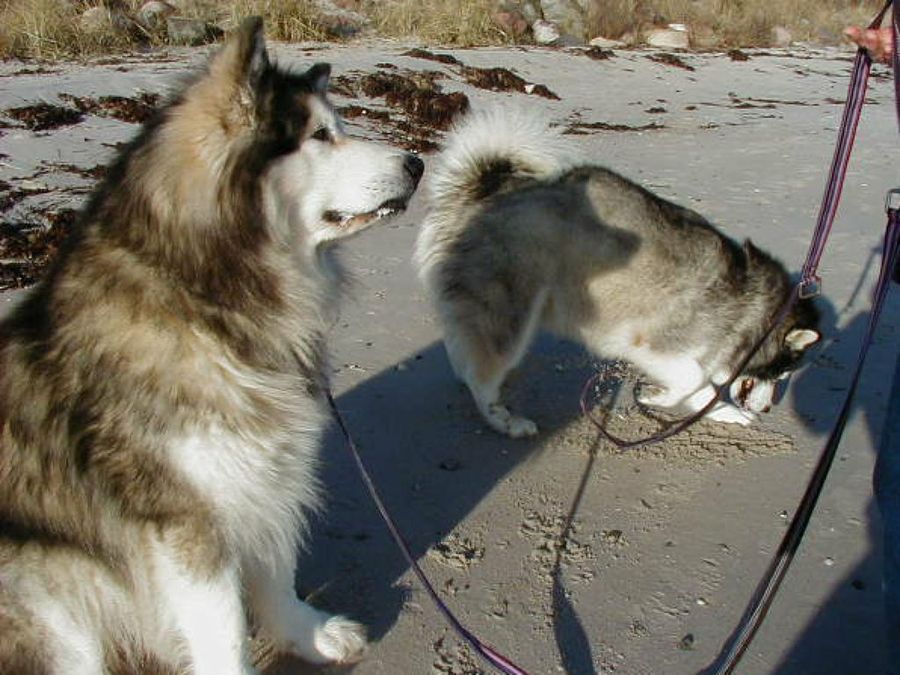 Alaskan Malamute