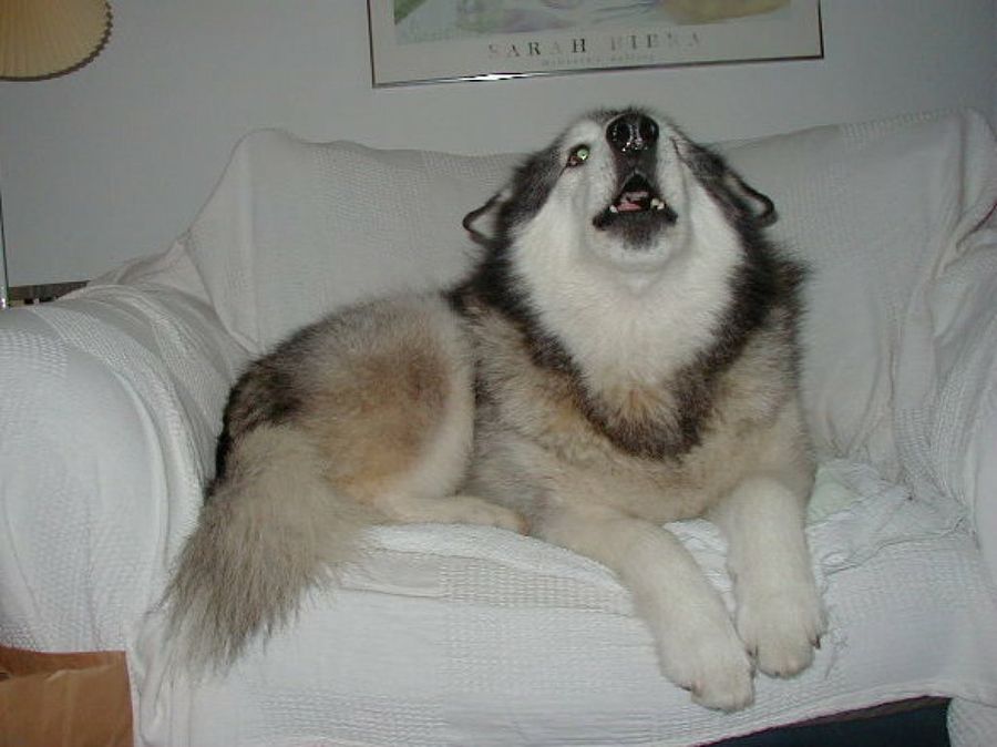Alaskan Malamute