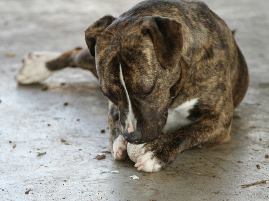 American Pit Bull Terrier