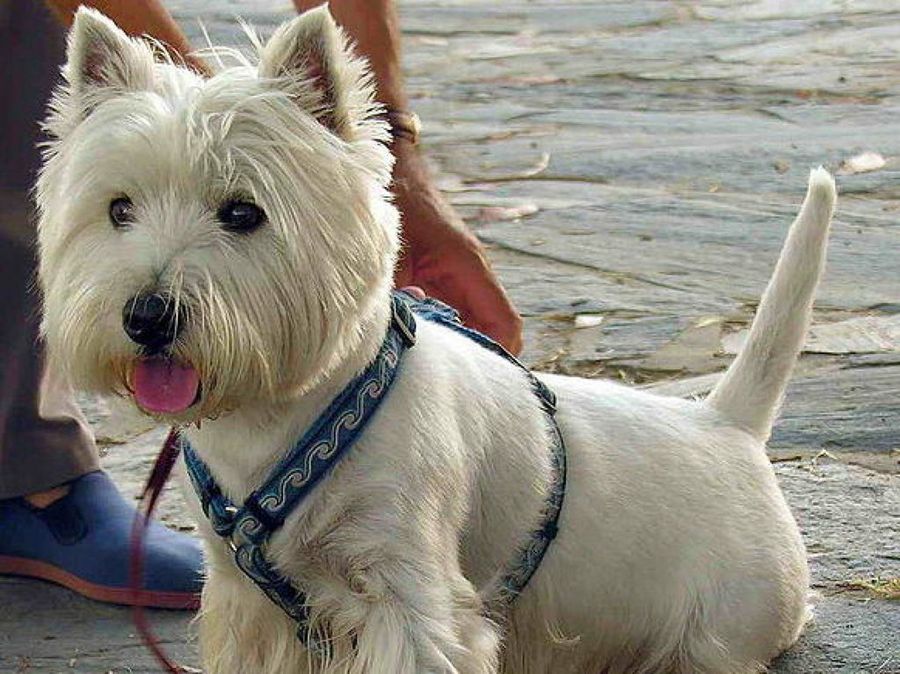 Westie