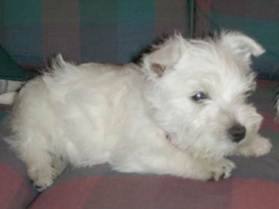 Westie