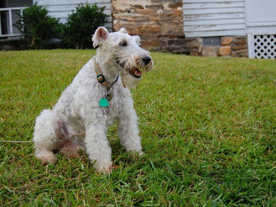Fox Terrier