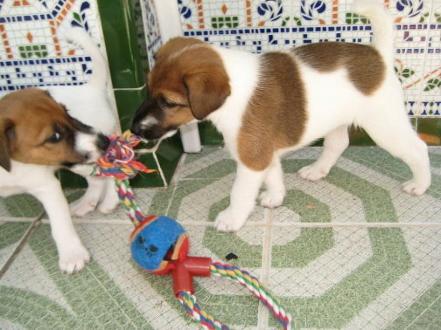 Fox Terrier