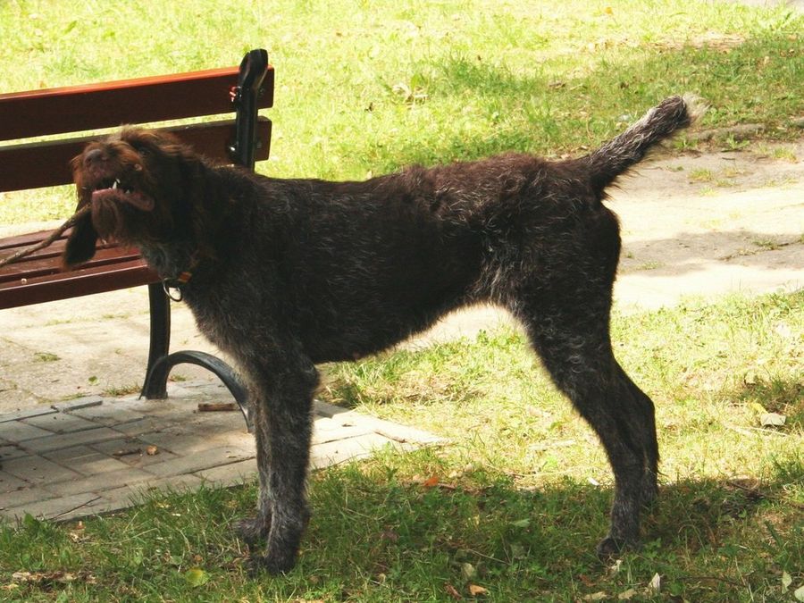perro