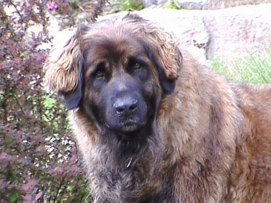 Leonberger