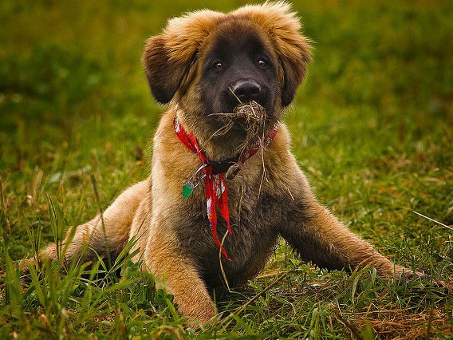 Leonberger