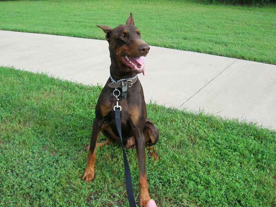Doberman