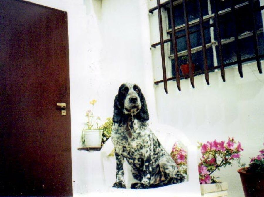 cocker blanco y negro