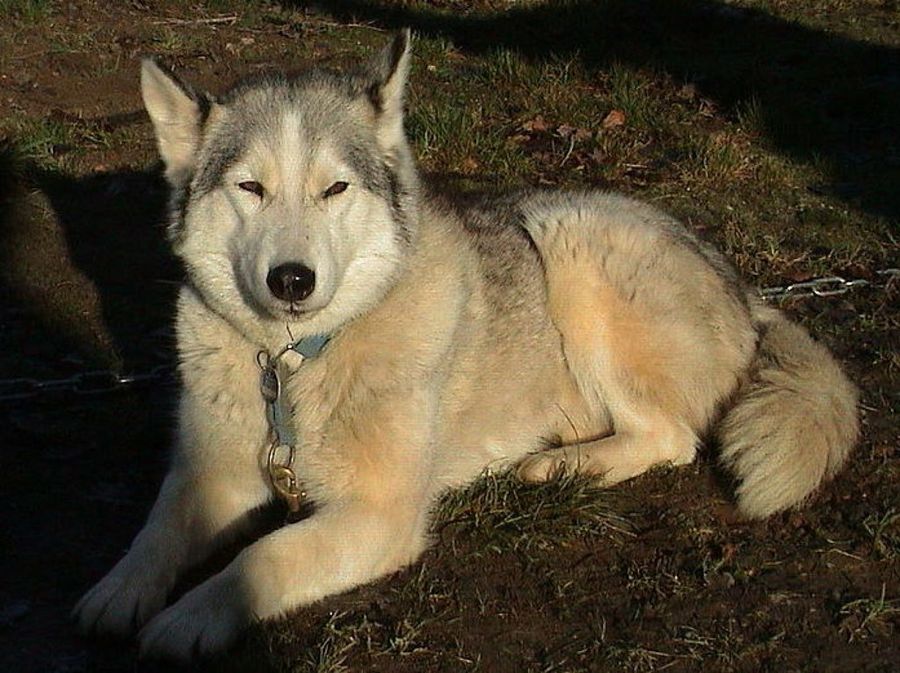 Husky Siberiano