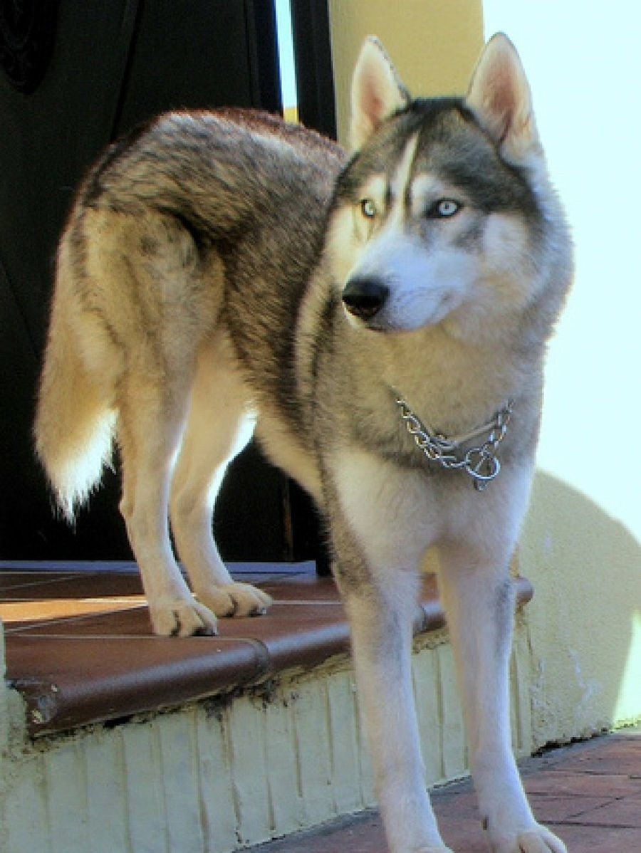Husky Siberiano