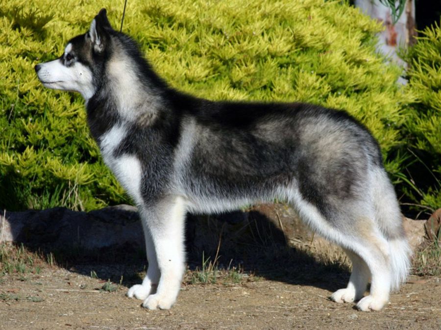 Husky Siberiano