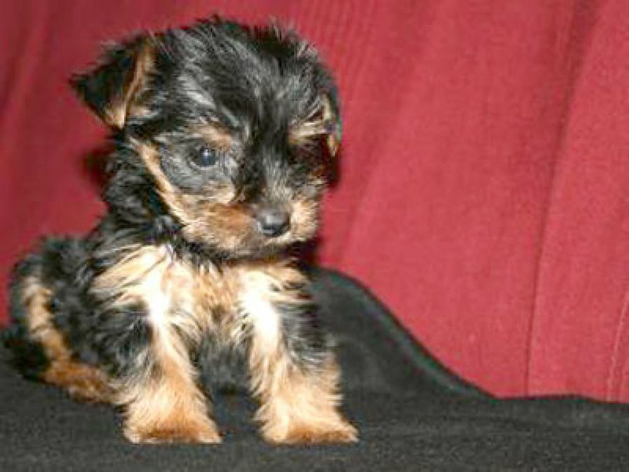 cachorro negro