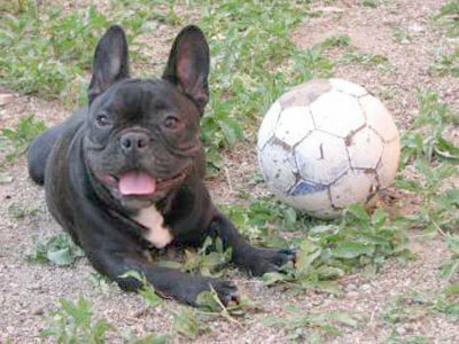 perro con balón