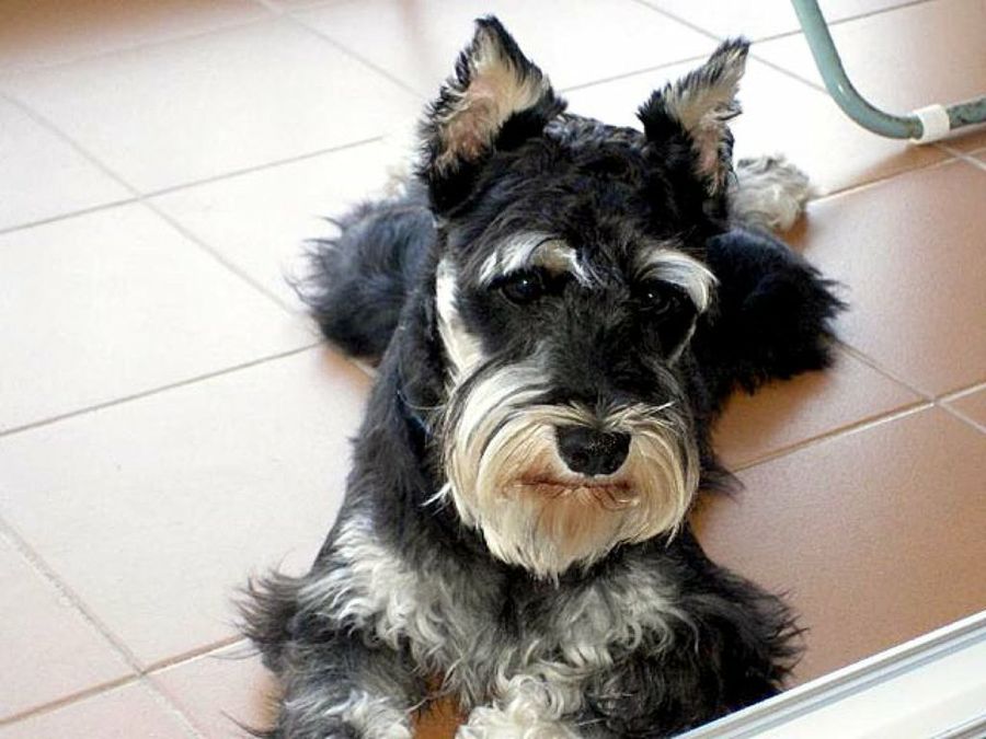 perro tumbado