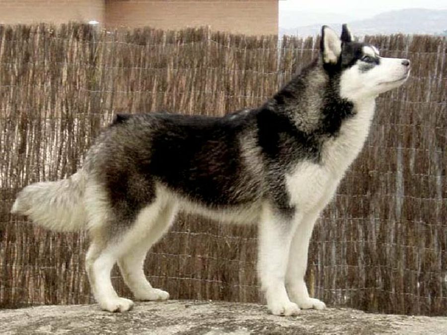 husky