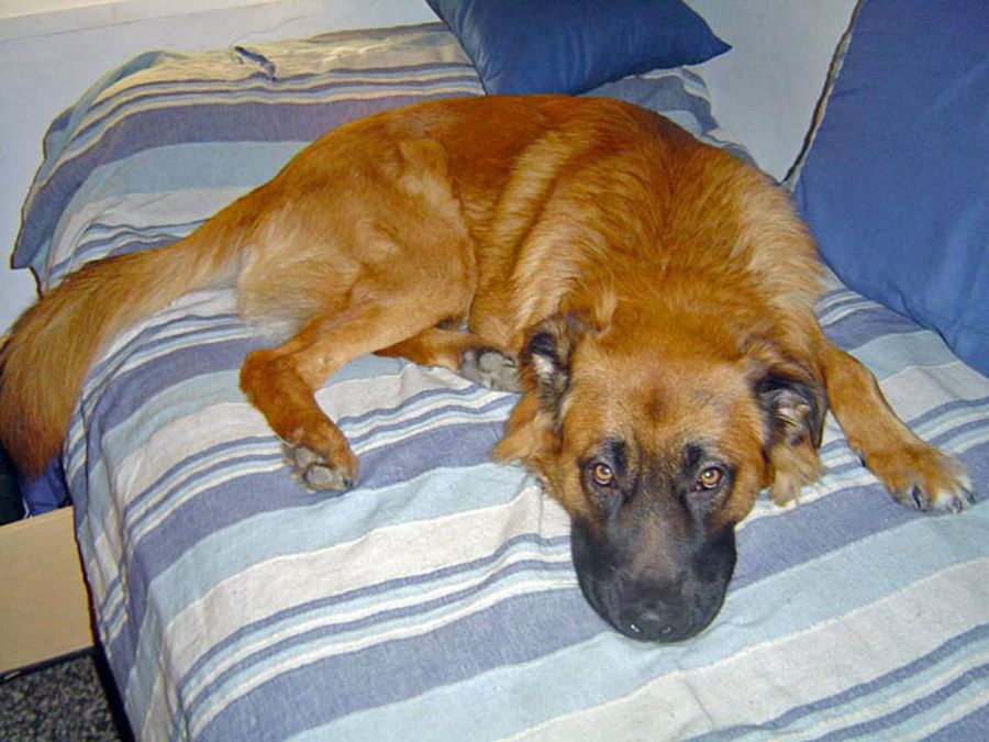 perro tumbado
