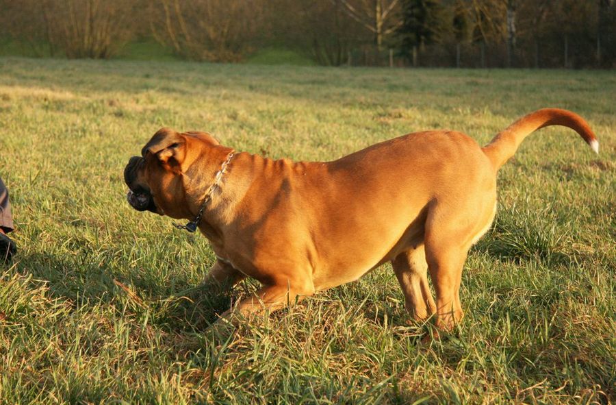 Perro jugando