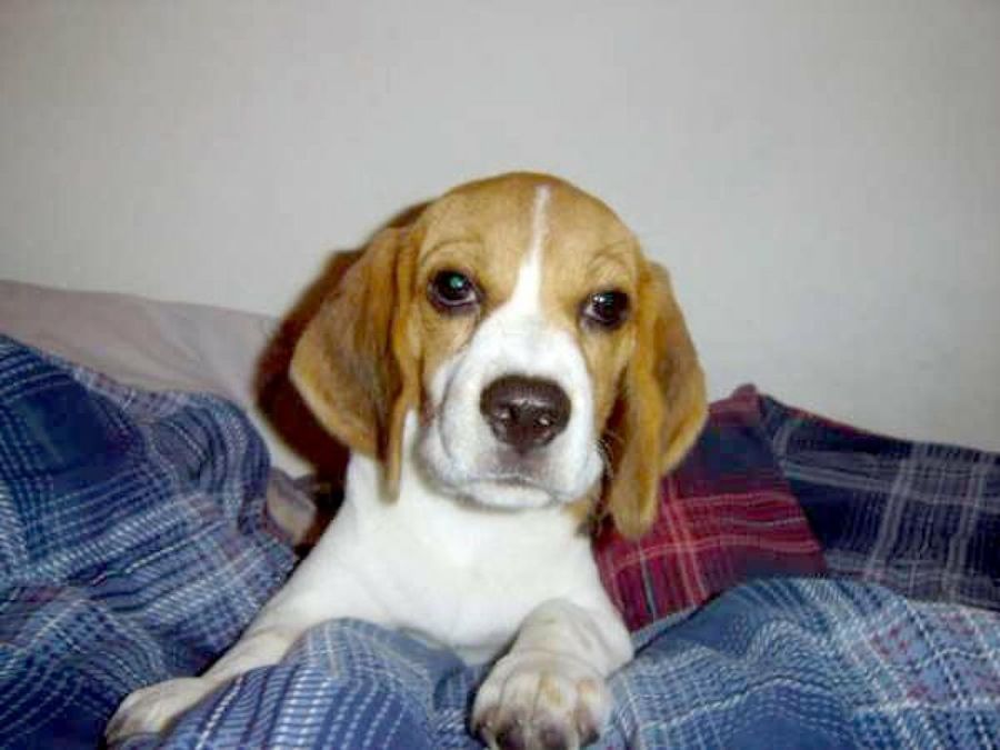 beagle