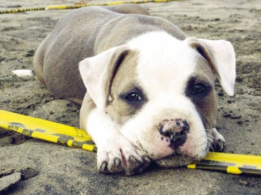 perro tumbado