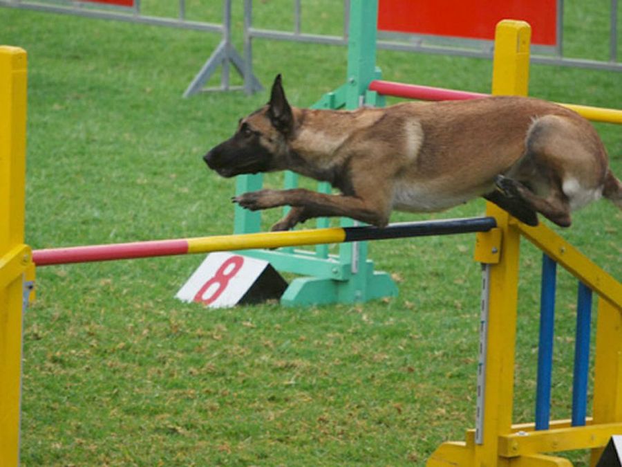 perro saltando obstáculos