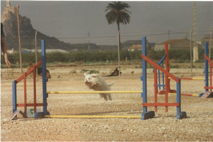 perro saltando barra