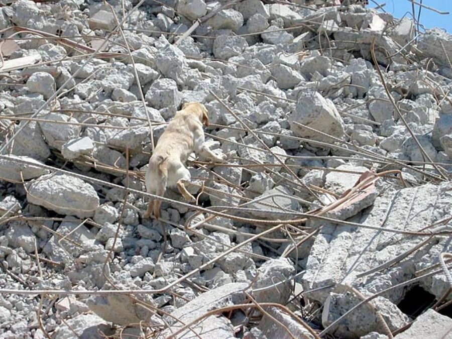 perro subiendo por escombros