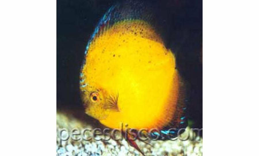 pez disco amarillo