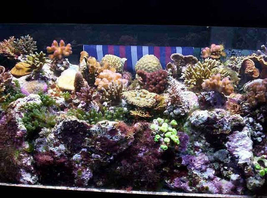 acuario
