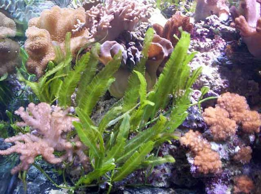 corales y plantas