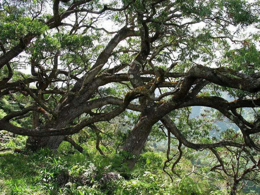 Acacia