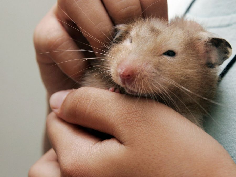 Hamster