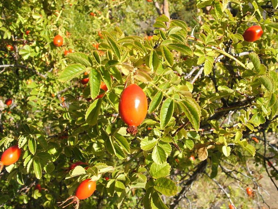 Rosa Mosqueta
