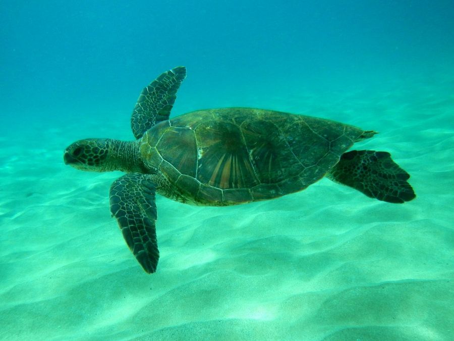 hawaii