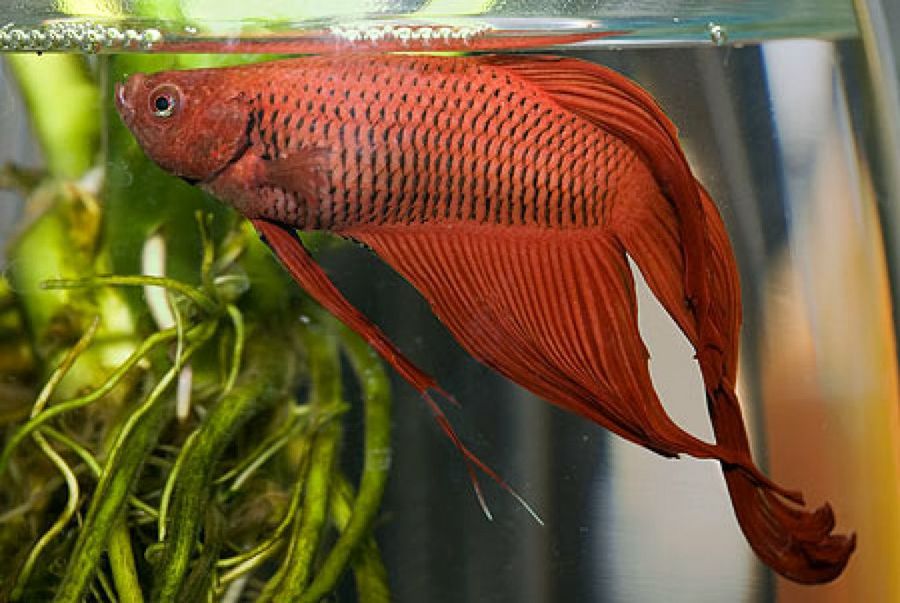 pez rojo